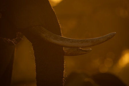 Close-up of African elephant tusks at sunriseの写真素材