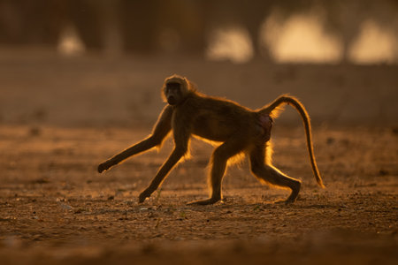 Chacma baboon running across clearing watching cameraの写真素材