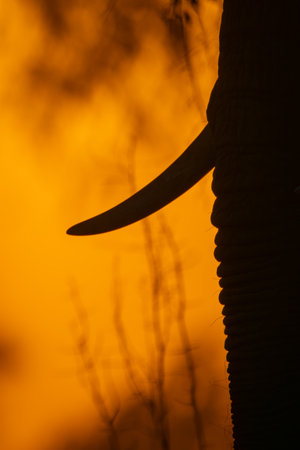 Close-up of African elephant trunk and tuskの写真素材