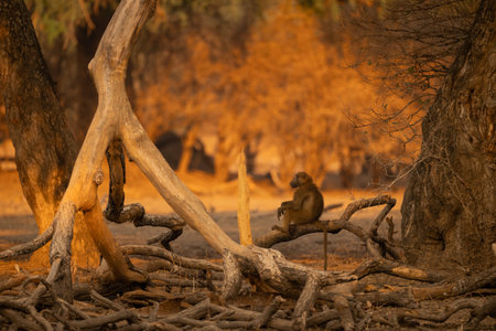 Chacma baboon sits in profile on logの写真素材