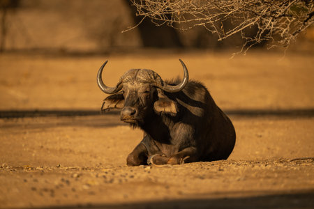 Cape buffalo lies squinting in bright sunshineの写真素材