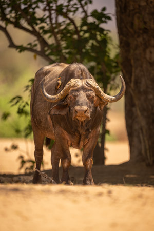 Cape buffalo stands staring with red-billed oxpecker