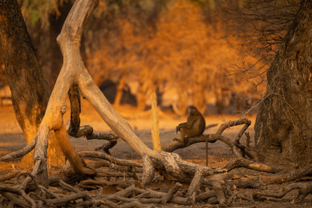 Chacma baboon sits watching camera on logの写真素材