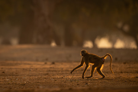 Chacma baboon runs across clearing watching cameraの写真素材