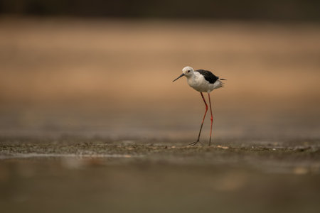 Black-winged stilt stands on mudflats lifting footの写真素材