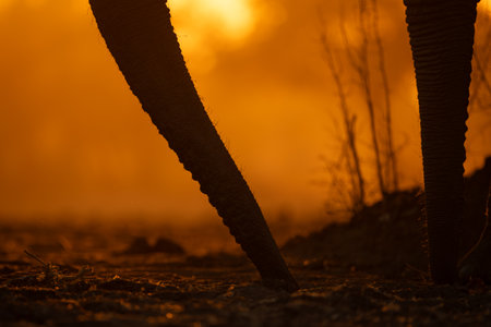 Close-up of African elephant trunks at sunriseの写真素材