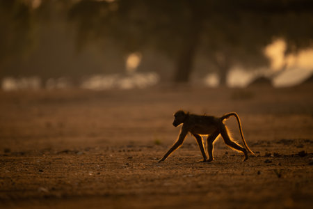 Chacma baboon crosses open ground in sunshineの写真素材