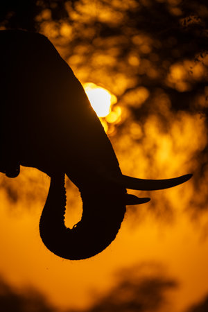 Close-up of African elephant head at sunriseの写真素材