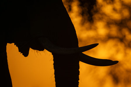 Close-up of African elephant eating at dawnの写真素材
