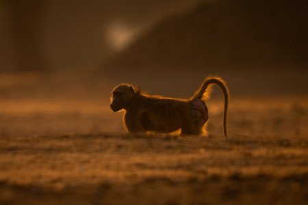 Chacma baboon stands behind bank in sunshineの写真素材