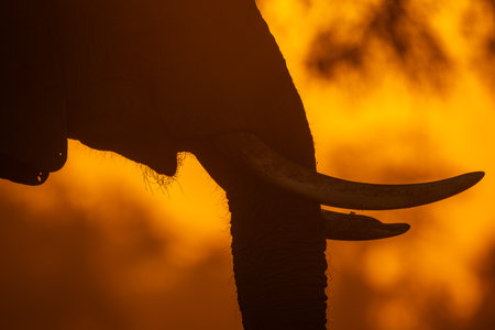 Close-up of African elephant tusks in silhouetteの写真素材