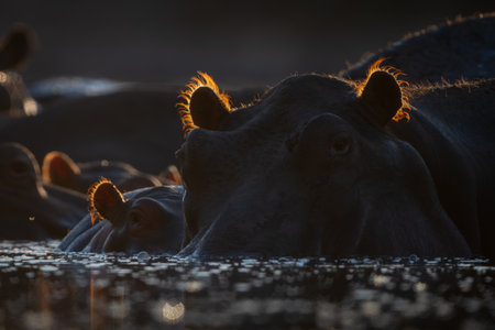 Close-up of hippo and calf in poolの写真素材