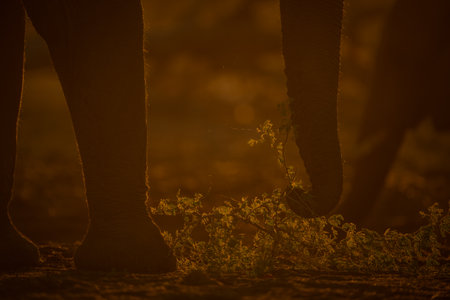 Close-up of African elephant trunk holding branchの写真素材