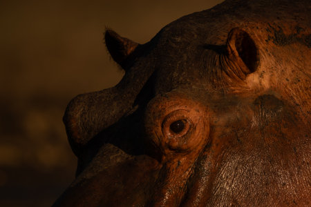 Close-up of hippo face in golden lightの写真素材