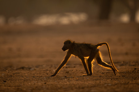 Chacma baboon crosses dry ground in sunshineの写真素材