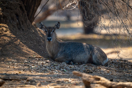 Female common waterbuck lies under shady bushの写真素材