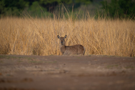 Female common waterbuck standing by long grassの写真素材