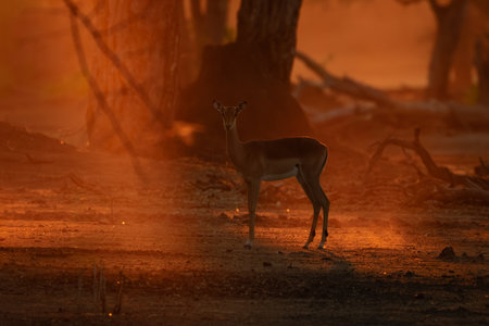 Female impala stands watching camera at sunsetの写真素材