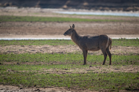 Female common waterbuck stands on grass floodplainの写真素材