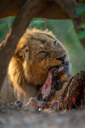 Close-up of male lion with zebraの写真素材