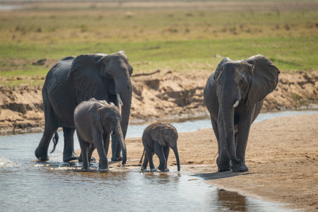 Family of African bush elephants cross riverの写真素材