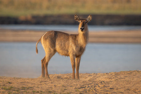 Female common waterbuck with catchlight stands staringの写真素材