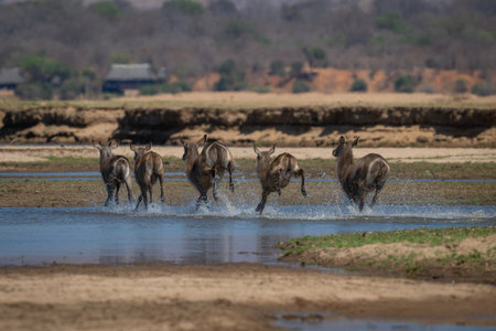 Five female common waterbucks cross shallow streamの写真素材