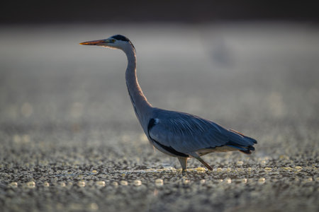 Grey heron backlit in pond among bubblesの写真素材