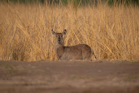 Female common waterbuck stands beside long grassの写真素材