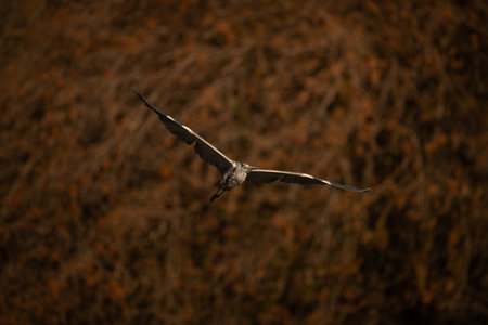 Grey heron glides towards camera in sunshineの写真素材