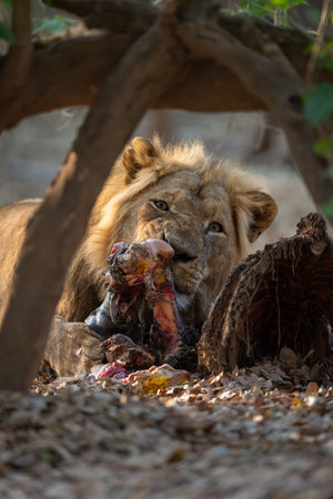 Close-up of male lion lying eating carcassの写真素材