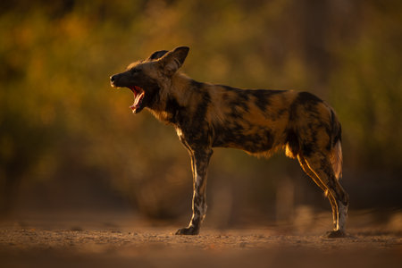 Collared African wild dog stands yawning widelyの写真素材
