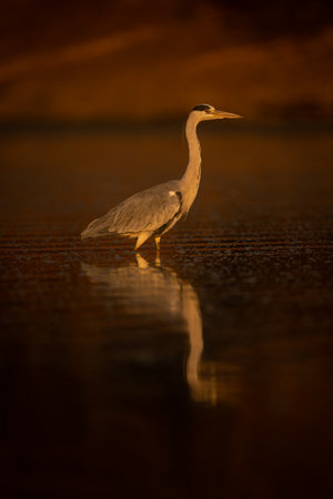 Grey heron in profile reflected in pondの写真素材
