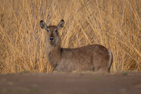 Female common waterbuck standing in long grassの写真素材