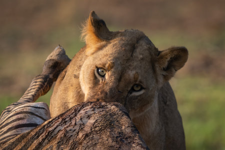 Close-up of lioness feeding on zebra carcaseの写真素材