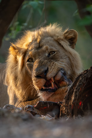 Close-up of male lion lying chewing killの写真素材