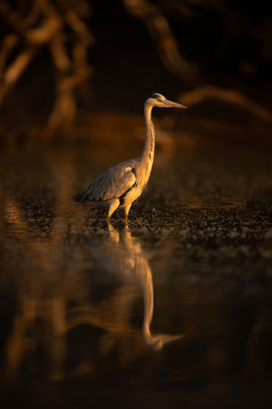 Grey heron wades through pool among bubblesの写真素材