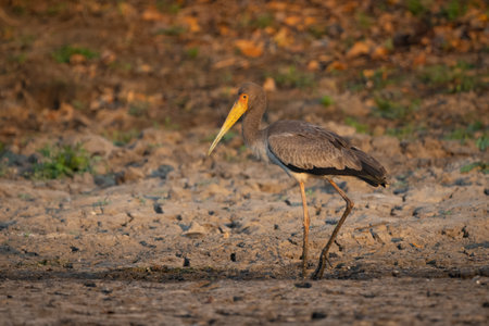 Juvenile yellow-billed stork crosses dry river bedの写真素材