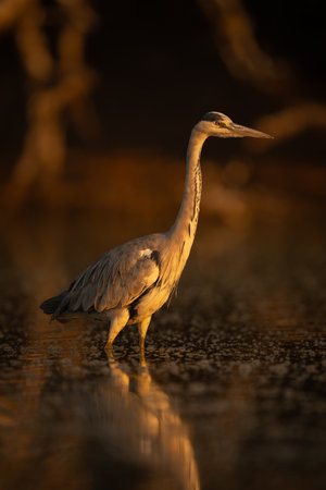 Grey heron walks through pool among bubbles