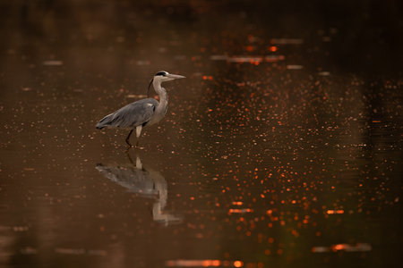 Grey heron walks through water at sunsetの写真素材