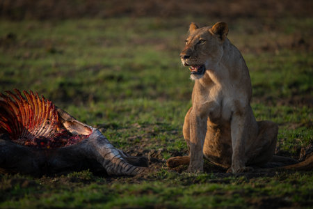 Lioness sits by zebra carcase in grassの写真素材