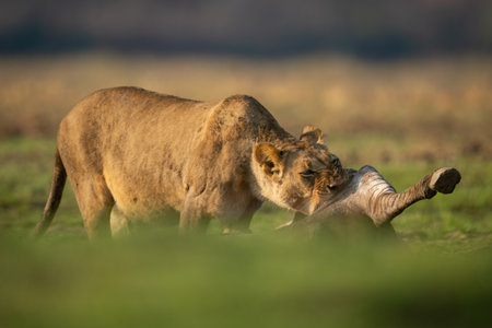 Lioness gnaws on zebra carcase in sunshineの写真素材
