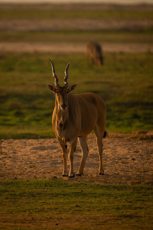 Male common eland faces camera near waterbuckの写真素材
