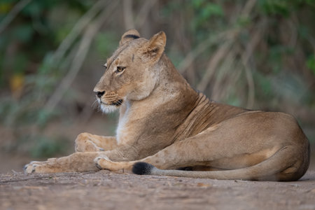 Lioness lies on bare ground near treesの写真素材