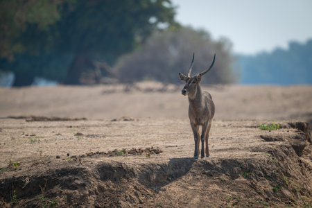 Male common waterbuck stands on bare riverbankの写真素材