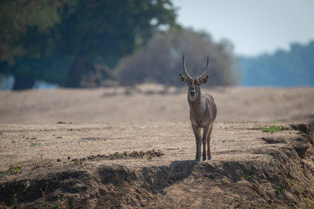 Male common waterbuck stands on dry riverbankの写真素材