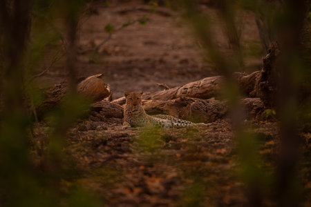 Male leopard lies beside log eyeing camera