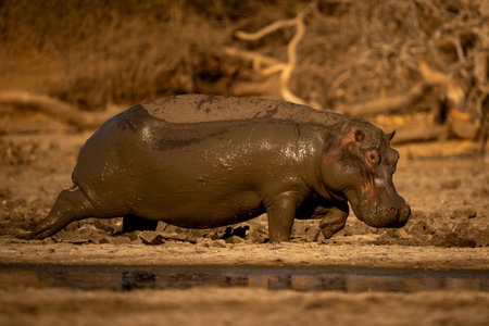 Muddy hippo walks along riverbank in sunshineの写真素材