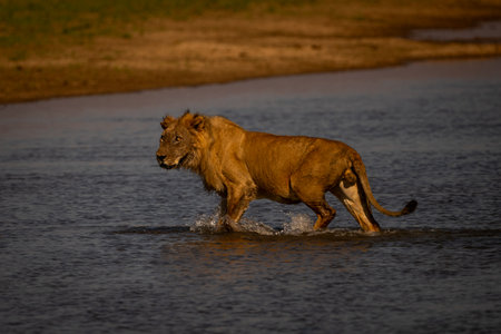 Male lion walks through water turning headの写真素材
