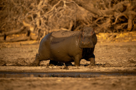 Muddy hippo walks along riverbank watching cameraの写真素材